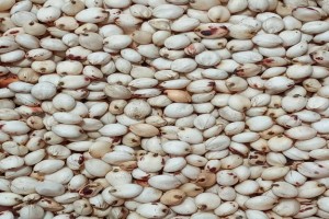 White Sorghum from Tanzania